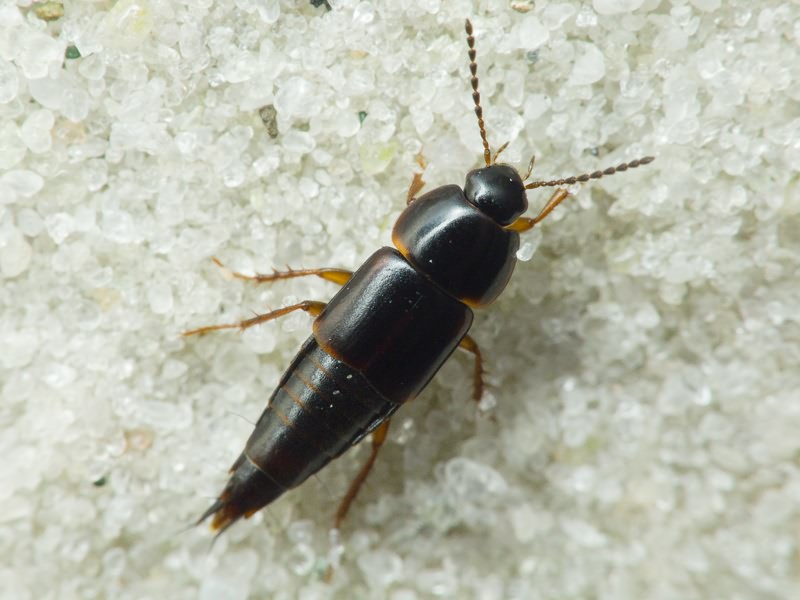 Staphylinidae Latreille, 1802